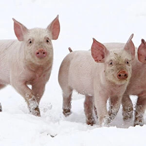 Three piglets walk in the snow on a pig farm in Thame