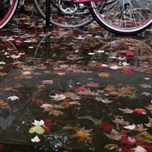 Pink bicycle is seen reflected in a leaf-covered puddle on campus at Yale University in