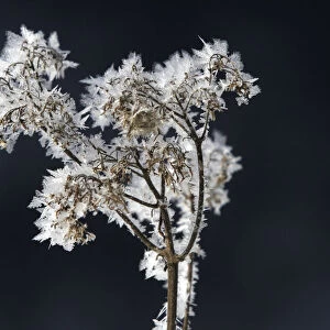 A plant covered in frost is seen in the Kosovo village of Lanist