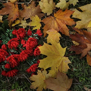 Plastic flowers lie on autumn leaves near a grave in Derio cemetery near Bilbao on All Saints Day