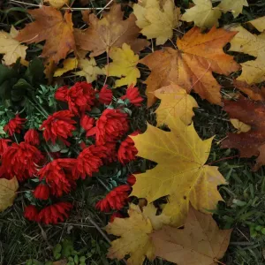 Plastic flowers lie on autumn leaves near a grave in Derio cemetery near Bilbao on All Saints Day