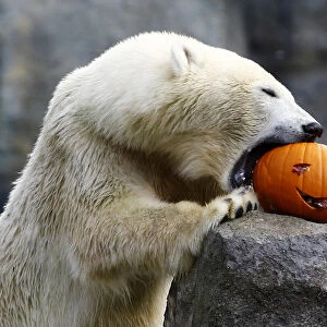 A polar bear eats pumpkin during Halloween celebration in the Tiergarten Schoenbrunn zoo