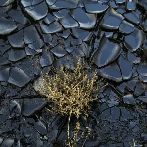 A polluted area caused by an oil spill is seen at the Evrona desert reserve