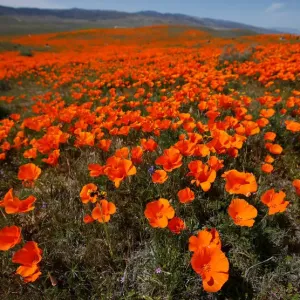 Poppies are pictured at the Antelope Valley California Poppy Reserve in Lancaster