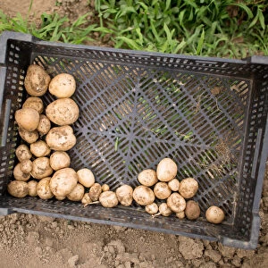 Potatoes harvested by Marilee Foster of Foster Farm are seen in Sagaponack