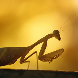 A praying mantis climbs a shoot in Cape Town
