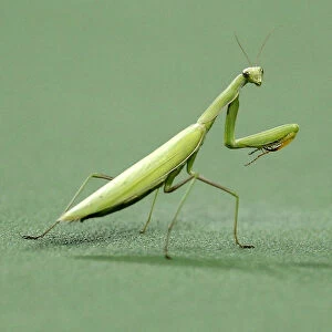 A praying mantis insect lands on the center court during Rafael Nadal of Spain andcompatriot