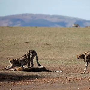 Three out of a pride of five male cheetahs are seen in the Msai Mara National Reserve