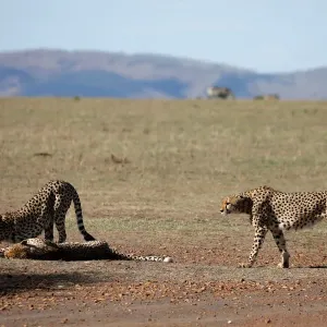 Three out of a pride of five male cheetahs are seen in the Msai Mara National Reserve Three out of a pride of five male cheetahs are seen in the Msai Mara National Reserve