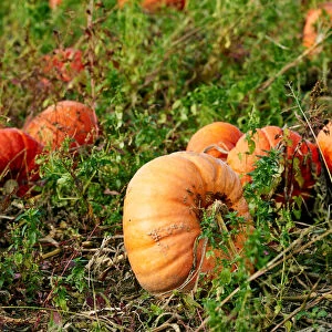 Pumpkins are pictured in a field on an autumn morning near Oulens