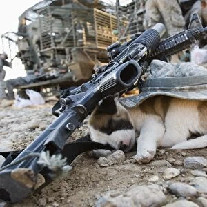 A puppy sleeps under a U.s soldiers hat