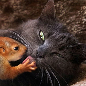 Pusha the cat licks a baby squirrel in Bakhchisaray