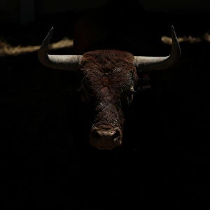 Rabanero, from Miura cattle ranch, rests in the corral during the San Fermin festival