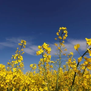 A rapeseed field is partially seen in Schnersheim