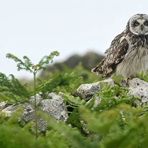 A rare short eared owl sits on a wall in daylight on the island of Skomer, Pembrokeshire