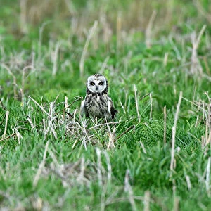A rare short-eared owl stands in the grass in daylight on the island of Skomer