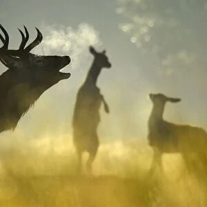 A Red deer stag barks, with females seen behind, in the morning sun in Richmond Park