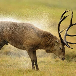 A red deer stag shakes water off its fur during the rutting season at the Highland