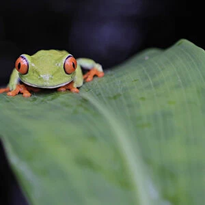 A red-eyed tree frog is seen at the Montibell wildlife reserve