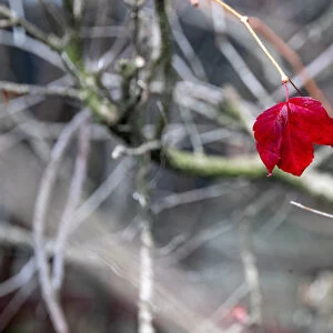 A red leaf is seen at the old jewish part of the Zentralfriedhof cemetery on an autumn