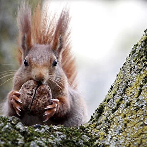 Red squirrel sits in a tree as it holds walnut in Frankfurts city centre