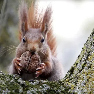 Red squirrel sits in a tree as it holds walnut in Frankfurts city centre Red squirrel sits in a tree as it holds walnut in Frankfurts city centre