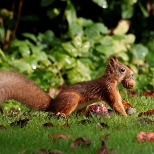 A red squirrel stockpiles walnuts in Pitlochry, Scotland