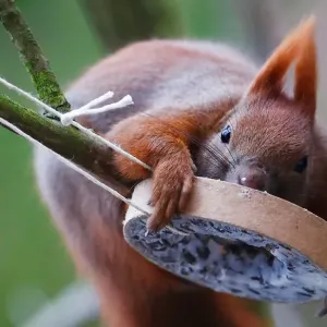 A red squirrel takes bird food at a tree in Berlin A red squirrel takes bird food at a tree in Berlin
