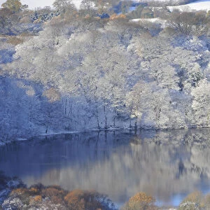 Reflections of snow covered trees are seen in a lake near Sutton Bank