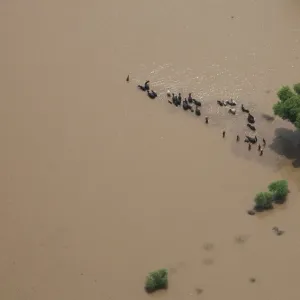 Residents move their cattle through floodwaters in Pakistans Muzaffargarh district Residents move their cattle through floodwaters in Pakistans Muzaffargarh district