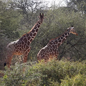 Reticulated giraffes graze at the Mpala Research Centre in Laikipia County