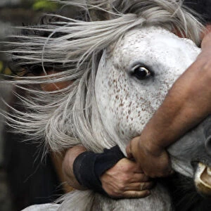 A reveller tries to hold on to a wild horse during the Rapa Das Bestas traditional