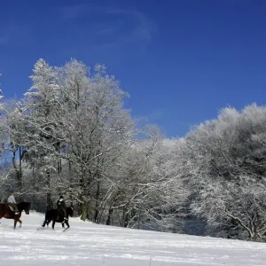 Riders on their horses cross a snow covered meadow near the Odenwald village of Knoden