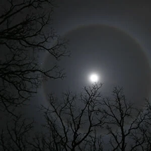 A ring, caused by a refraction of moonlight through ice crystals suspended in the upper atmosphere