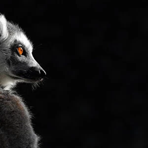 A ring-tailed lemur sits in the sun at London Zoo in London, Britain