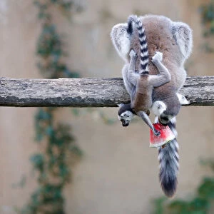 Ring-tailed lemurs eat a piece of watermelon during the hot weather in Biopark zoo in