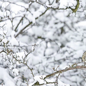 A robin perches on a snow covered tree in Boroughbridge, northern England