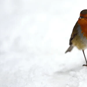 A Robin is seen with snow on its beak in Dublin