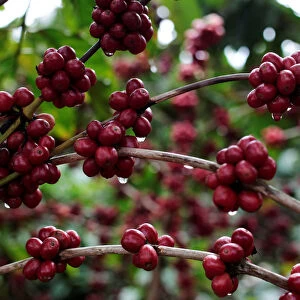 Robusta coffee fruits are seen at a plantation in Nueva Guinea