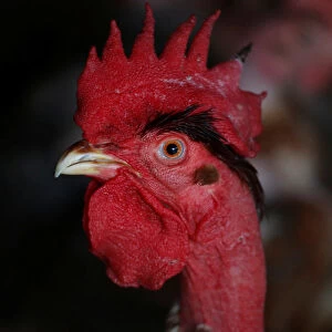 A rooster is seen at a farm in Hanoi