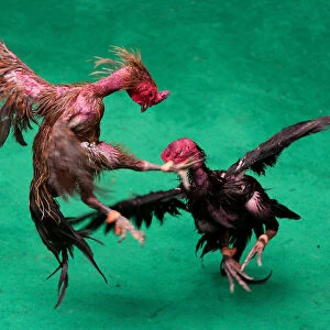 Roosters fight during a match with the highest cash reward of cockfighting in Thai