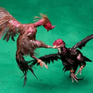 Roosters fight during a match with the highest cash reward of cockfighting in Thai Roosters fight during a match with the highest cash reward of cockfighting in Thai