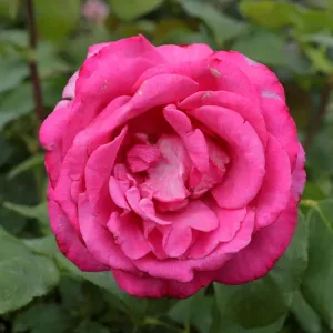 A rose is seen in a public garden in Vienna A rose is seen in a public garden in Vienna