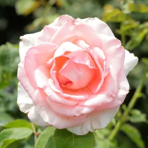 A rose is seen in a public garden in Vienna A rose is seen in a public garden in Vienna