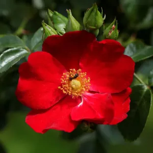 A rose is seen in a public garden in Vienna A rose is seen in a public garden in Vienna