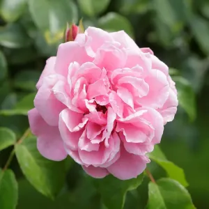 A rose is seen in a public garden in Vienna A rose is seen in a public garden in Vienna