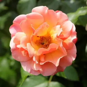 A rose is seen in a public garden in Vienna A rose is seen in a public garden in Vienna