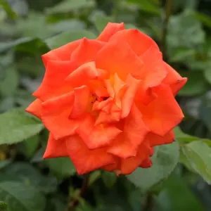A rose is seen in a public garden in Vienna A rose is seen in a public garden in Vienna