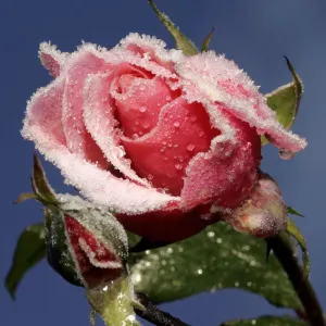 A rose stands covered with early morning frost in a garden in Austria