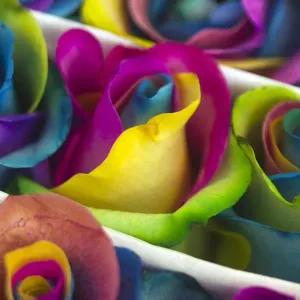 The detail of roses is pictured at Nevados plantation in Latacunga